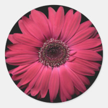 Autocollant ROSE de Gerbera