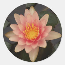 Autocollant rose du nénuphar v1