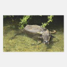 Autocollants de carabao