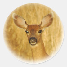 Autocollants de cerfs communs