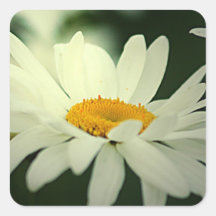 Autocollants de marguerite