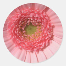 Autocollants de marguerite de rose en pastel