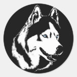 Autocollants enroués de Malamute de chien de traîn
