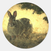 Autocollants sauvages de lapins