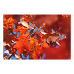 Automne cramoisi impression photo