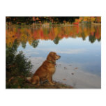 Automne d'or au lac carte postale