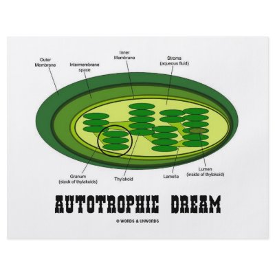 Autotrophic Dream (Biology Humour Food For Thought by wordsunwords