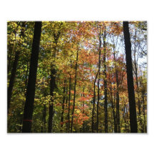 Autumn Air 10x8 Photographic Print
