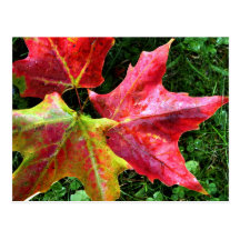 Autumn Arrives Postcard