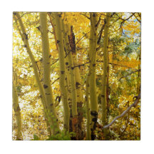 Autumn Aspen Trees Tiles