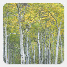 Autumn aspens in McClure pass in Colorado. Square Stickers