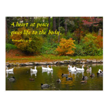 Autumn at the Duck Pond Post Cards