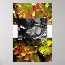 autumn beauty posters