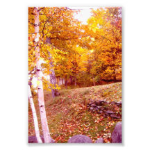 autumn birches photo art