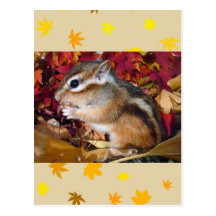 Autumn , chipmunk　(photo) はがき