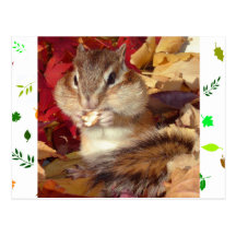 Autumn , chipmunk　(photo) はがき