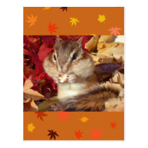 Autumn , chipmunk　(photo) はがき