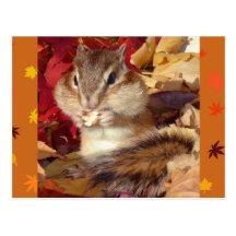 Autumn , chipmunk　(photo) はがき