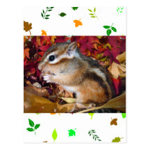 Autumn , chipmunk　(photo) はがき
