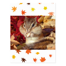 Autumn , chipmunk　(photo) はがき