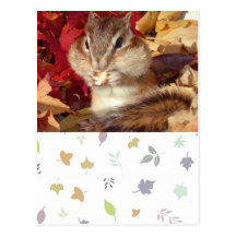 Autumn , chipmunk　(photo) はがき