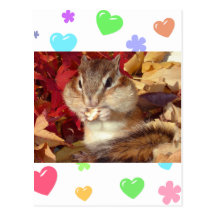 Autumn , chipmunk　(photo) はがき