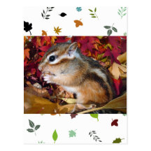 Autumn , chipmunk　(photo) はがき