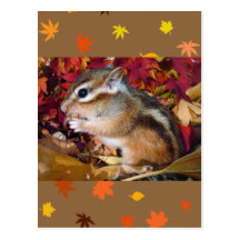 Autumn , chipmunk　(photo) ポストカード