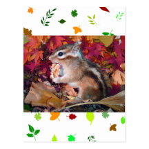 Autumn , chipmunk　(photo) ポストカード