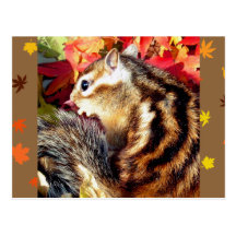 Autumn , chipmunk　(photo) ポストカード