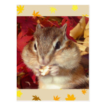 Autumn , chipmunk　(photo) ポストカード