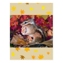 Autumn , chipmunk　(photo) ポストカード