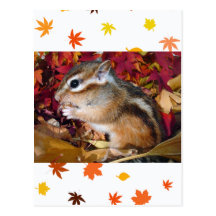 Autumn , chipmunk　(photo) ポストカード