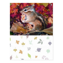 Autumn , chipmunk　(photo) ポストカード