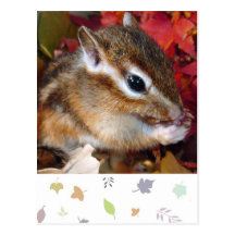 Autumn , chipmunk　(photo) 葉書き
