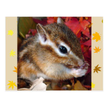 Autumn , chipmunk　(photo) 葉書き