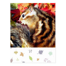 Autumn , chipmunk　(photo) 葉書き