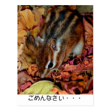 Autumn , chipmunk　(photo) , I'm sorry... 葉書き