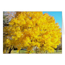 Autumn Colour Card
