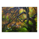 Autumn colour Maple trees, Victoria, British 3 Greeting Card
