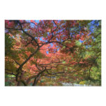 Autumn colour Maple trees, Victoria, British 3 Photographic Print