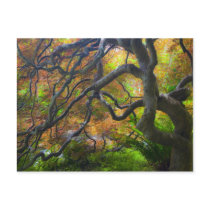 Autumn colour Maple trees, Victoria, British 3