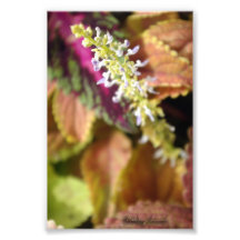 Autumn Colours Art Photo