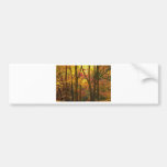 Autumn Colours in Woods NJ Bumper Sticker