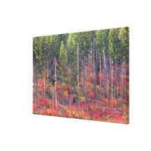 Autumn colours of forests in The Cascade 3 Gallery Wrapped Canvas