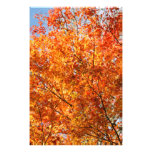 Autumn colours photo art