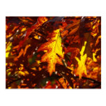 Autumn colours post cards