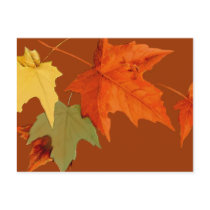 Autumn Colours Postcard