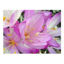 Autumn Crocus Postcards