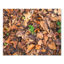 Autumn Dry Leaves and Green Clovers Photo Art